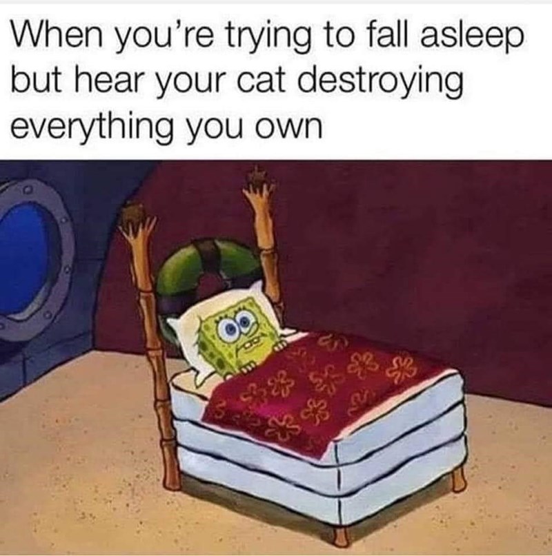 When you're trying to fall asleep but hear your cat destroying everything you own