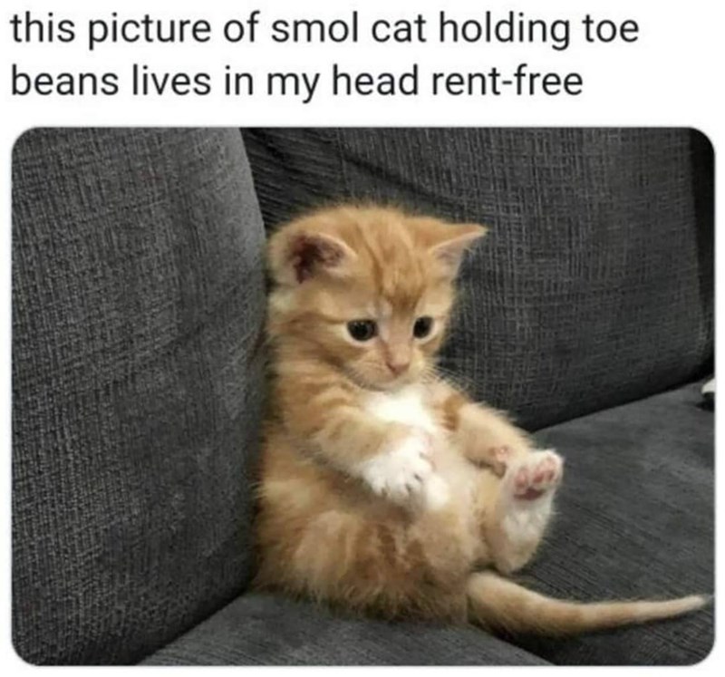 this picture of smol cat holding toe beans lives in my head rent-free