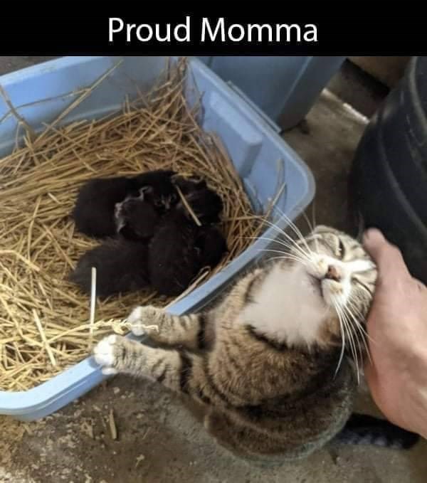 Proud Momma