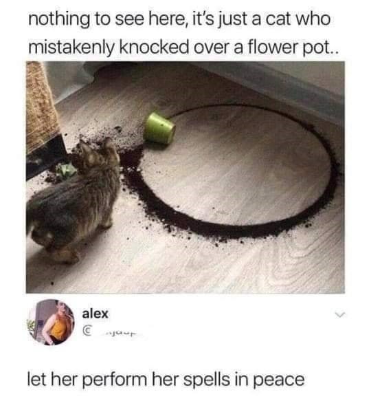 nothing to see here, it's just a cat who mistakenly knocked over a flower pot.. alex let her perform her spells in peace