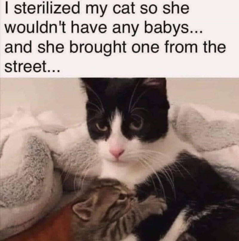I sterilized my cat so she wouldn't have any babys... and she brought one from the street...