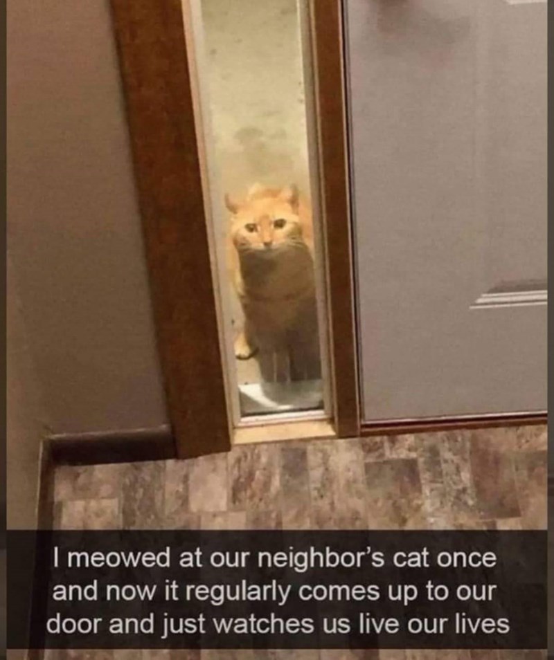 I meowed at our neighbor's cat once and now it regularly comes up to our door and just watches us live our lives
