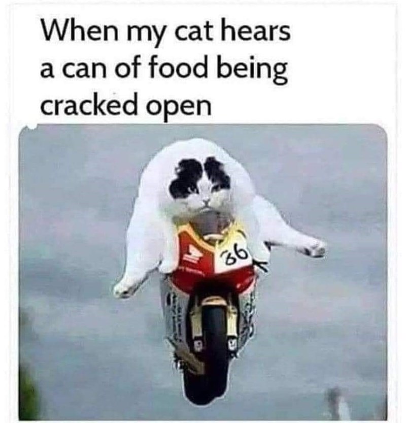 When my cat hears a can of food being cracked open 36
