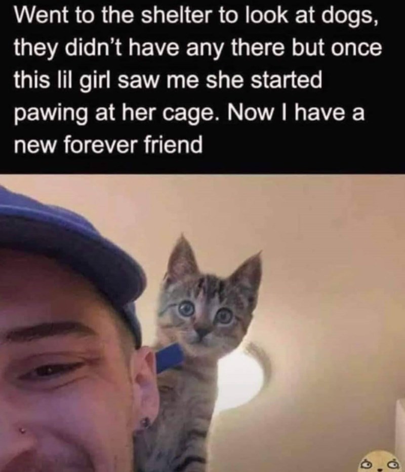Went to the shelter to look at dogs, they didn't have any there but once this lil girl saw me she started pawing at her cage. Now I have a new forever friend