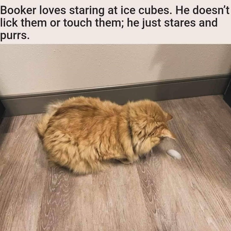 Booker loves staring at ice cubes. He doesn't lick them or touch them; he just stares and purrs.