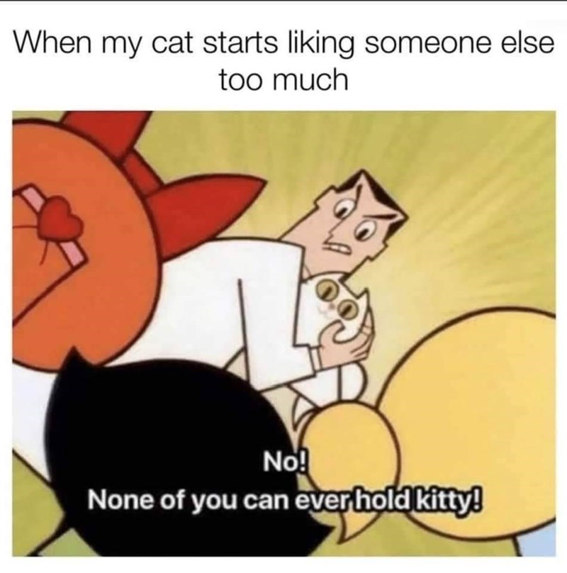 When my cat starts liking someone else too much No! None of you can ever hold kitty!