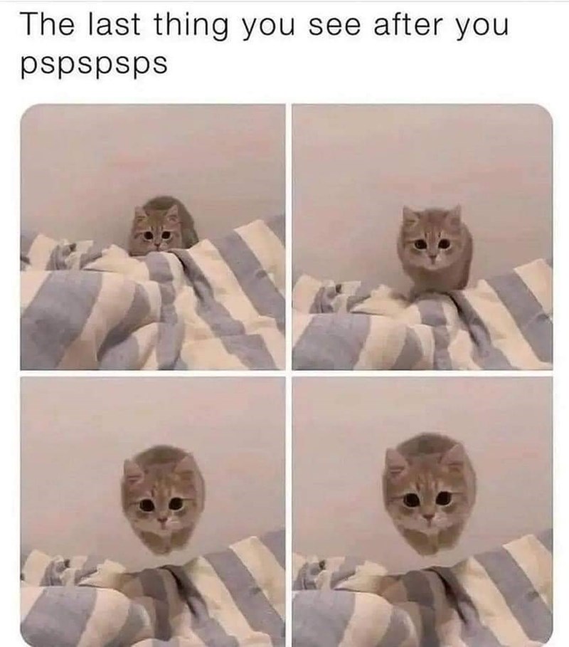 The last thing you see after you pspspsps