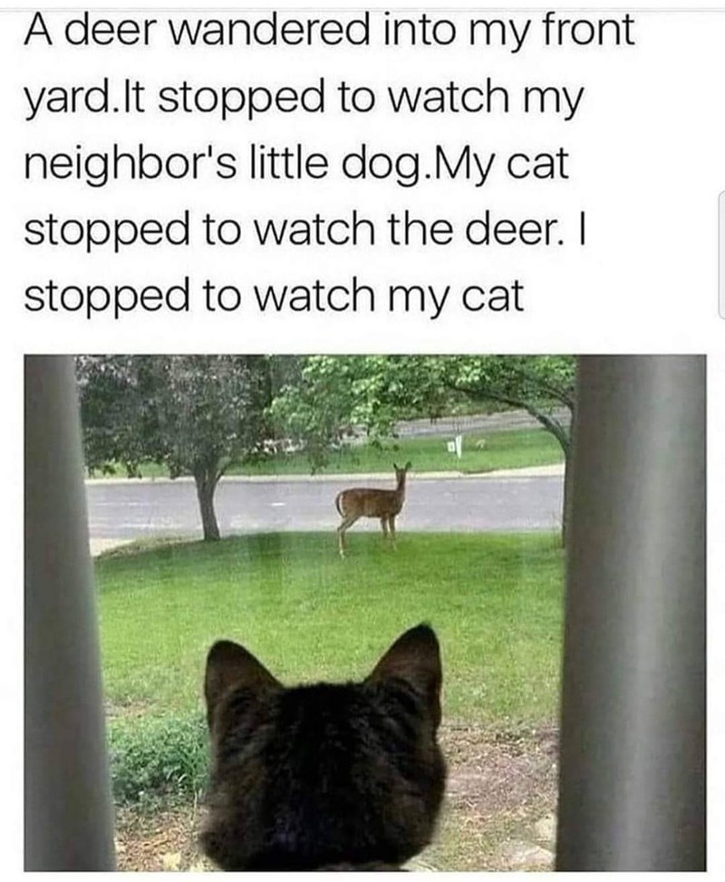 A deer wandered into my front yard. It stopped to watch my neighbor's little dog. My cat stopped to watch the deer. I stopped to watch my cat