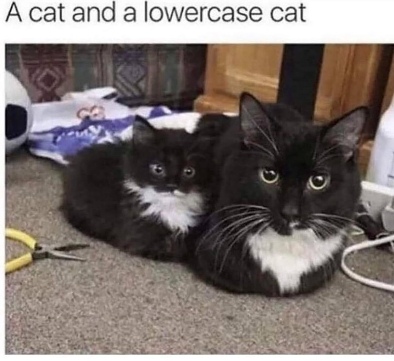 A cat and a lowercase cat