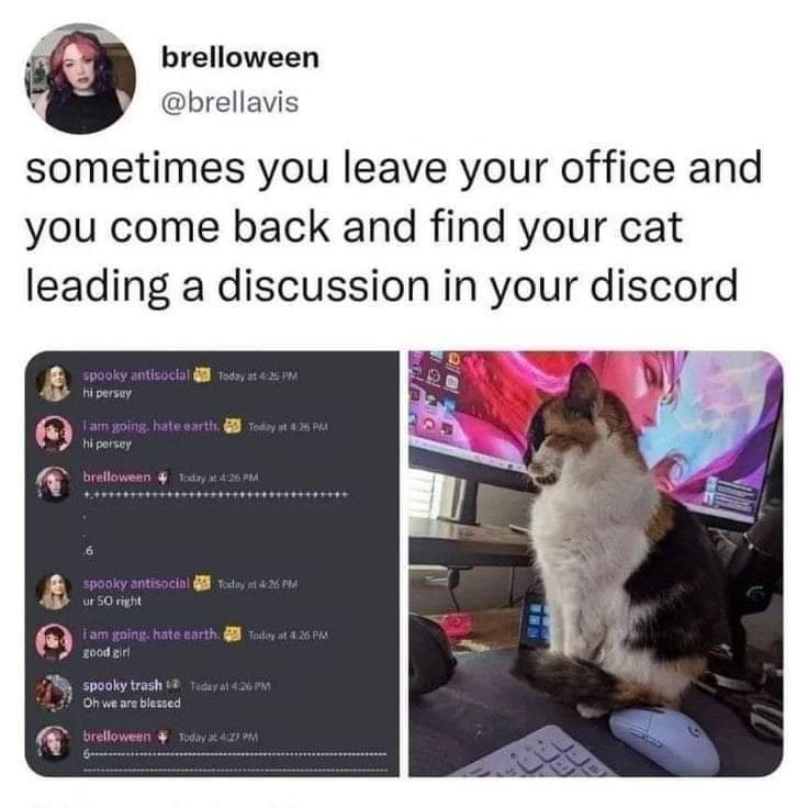 brelloween @brellavis sometimes you leave your office and you come back and find your cat leading a discussion in your discord spooky antisocial Today at 4:26 PM hi persey 1 am going, hate earth. Today at 4:26 PM hi persey brelloween Today at 4:26 PM spooky antisocial Today at 4:26 PM ur 50 right i am going. hate earth. Today at 4:26 PM good girl spooky trash Today at 4:26 PM Oh we are blessed brelloween Today at 427 PM E