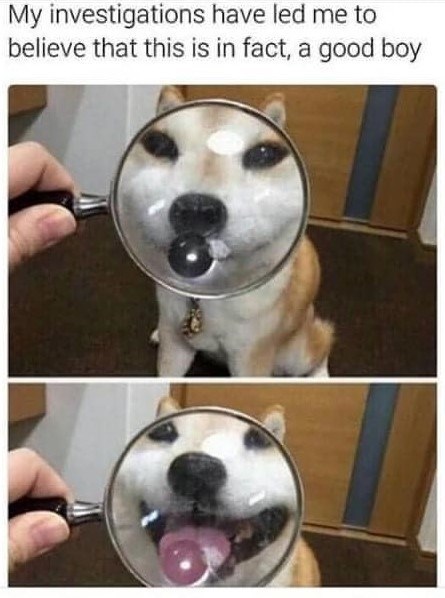 My investigations have led me to believe that this is in fact, a good boy