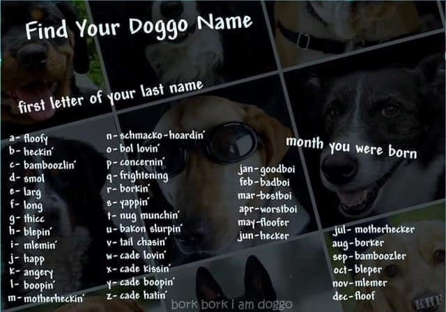 Find Your Doggo Name first letter of your last name a-floofy b-heckin c-bamboozlin' d-smol e-larg f-long 9- thicc n-schmacko-hoardin o-bol lovin' p-concernin q-frightening r-borkin s-yappin 1- nug munchin month you were born jan-goodboi feb-badboi mar-bestboi apr-worstboi BES h-blepin' i- mlemin j-happ K-angery 1- boopin m-motherheckin u-bakon slurpin v-tail chasin' w-cade lovin' x-cade Kissin y-cade boopin z-cade hatin' may-floofer jun-hecker bork bork i am doggo jul-motherhecker aug-borker sep