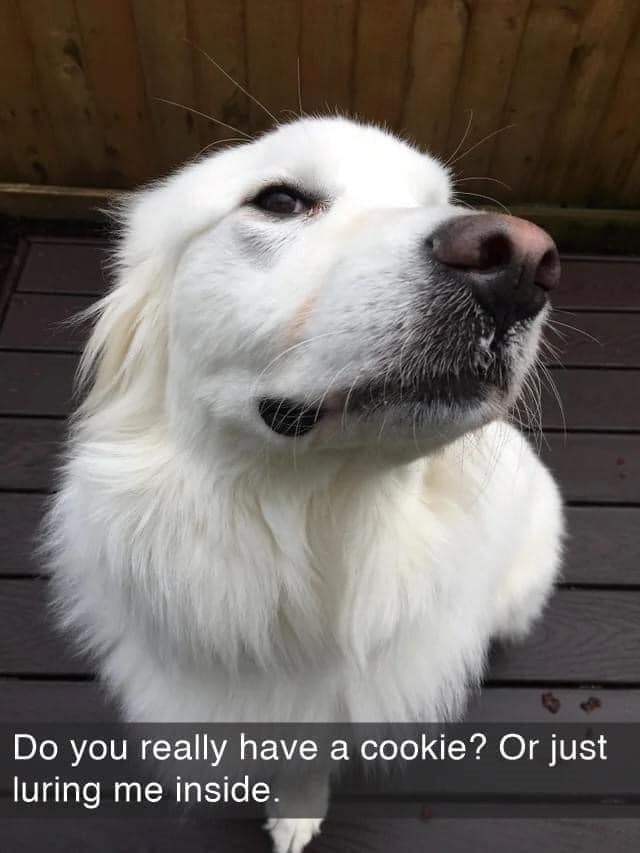 Do you really have a cookie? Or just luring me inside.