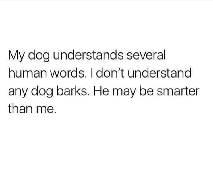 My dog understands several human words. I don't understand any dog barks. He may be smarter than me.