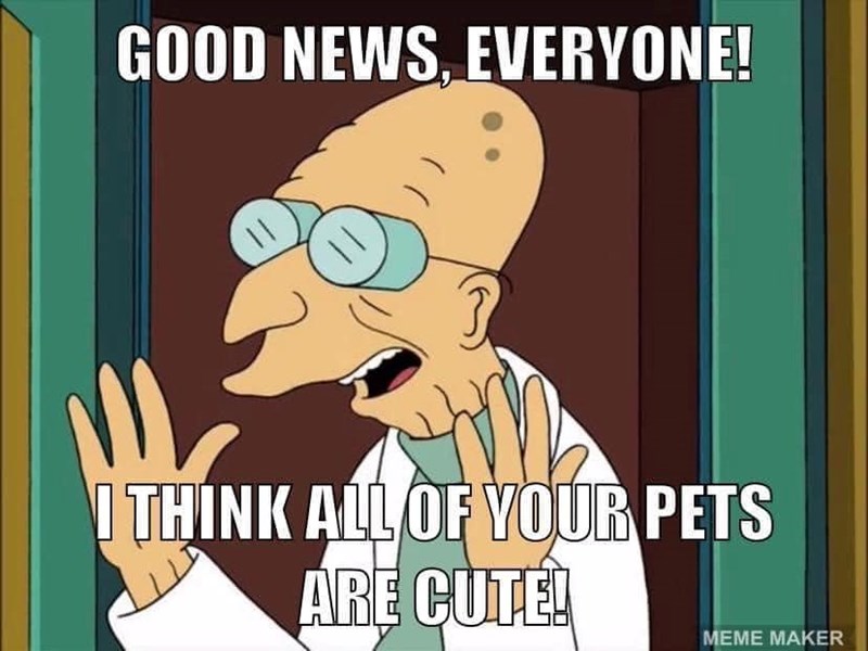 GOOD NEWS, EVERYONE! I THINK ALL OF YOUR PETS ARE CUTE! MEME MAKER