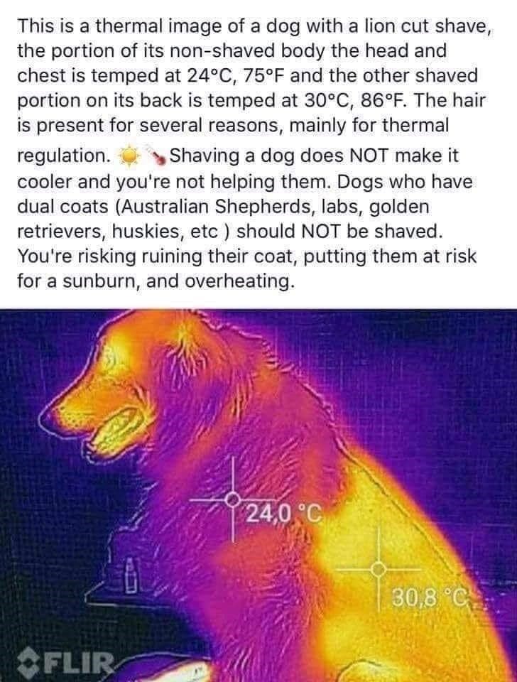 This is a thermal image of a dog with a lion cut shave, the portion of its non-shaved body the head and chest is temped at 24°C, 75°F and the other shaved portion on its back is temped at 30°C, 86°F. The hair is present for several reasons, mainly for thermal regulation. Shaving a dog does NOT make it cooler and you're not helping them. Dogs who have dual coats (Australian Shepherds, labs, golden retrievers, huskies, etc) should NOT be shaved. You're risking ruining their coat, putting them at r