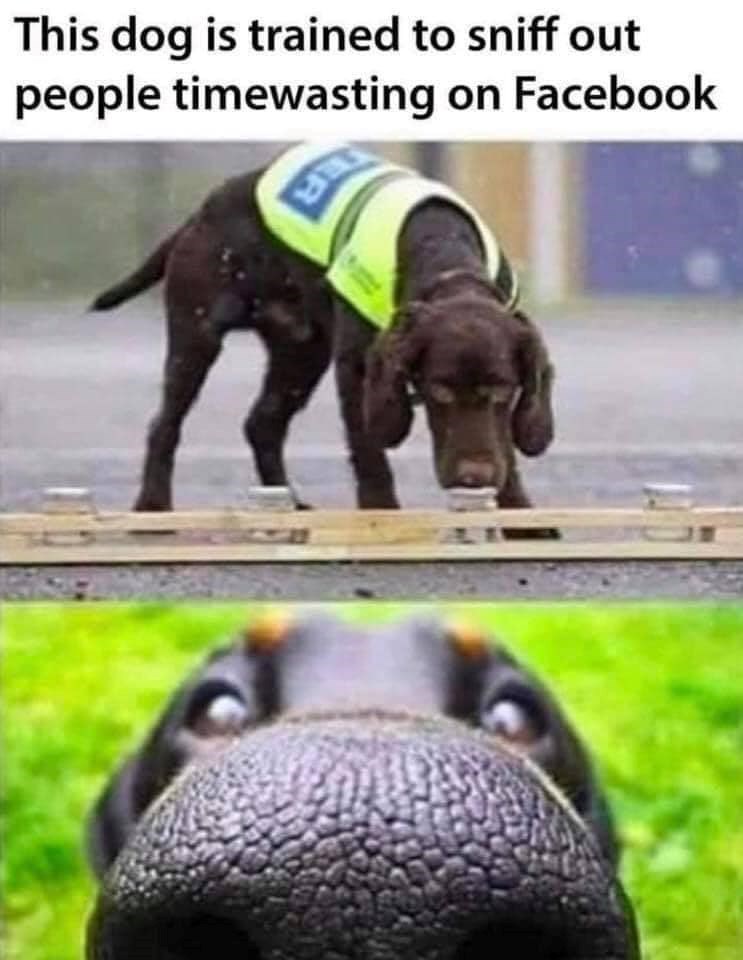 This dog is trained to sniff out people timewasting on Facebook H