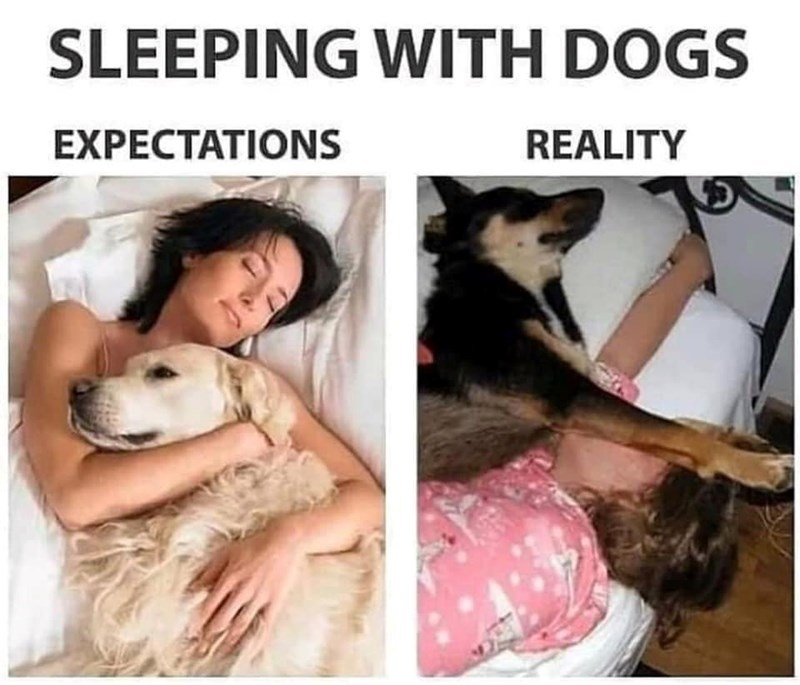 SLEEPING WITH DOGS EXPECTATIONS REALITY