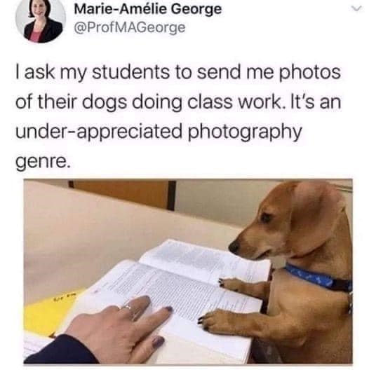 Marie-Amélie George @ProfMAGeorge I ask my students to send me photos of their dogs doing class work. It's an under-appreciated photography genre.