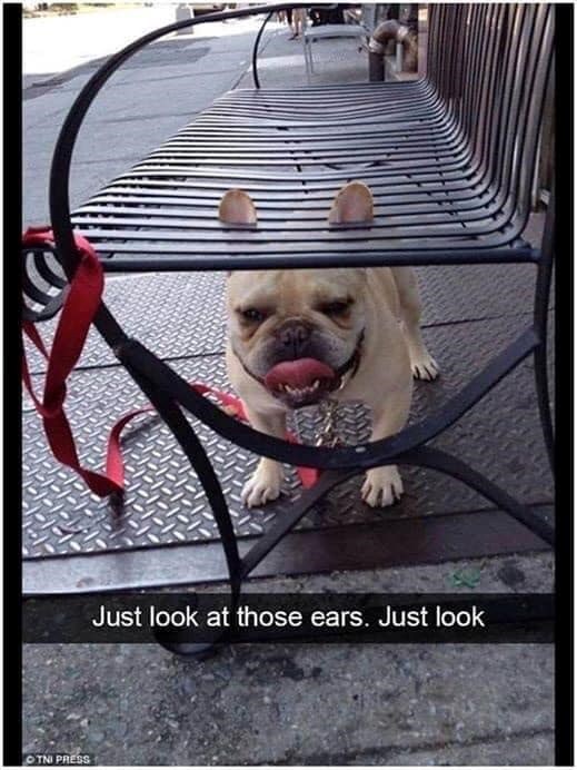 OTNI PRESS Just look at those ears. Just look