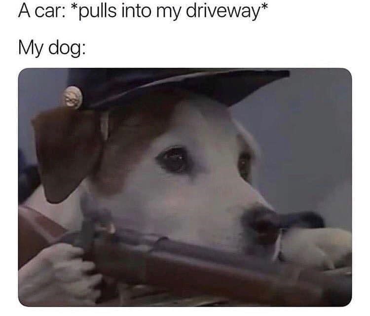 A car: *pulls into my driveway* My dog: