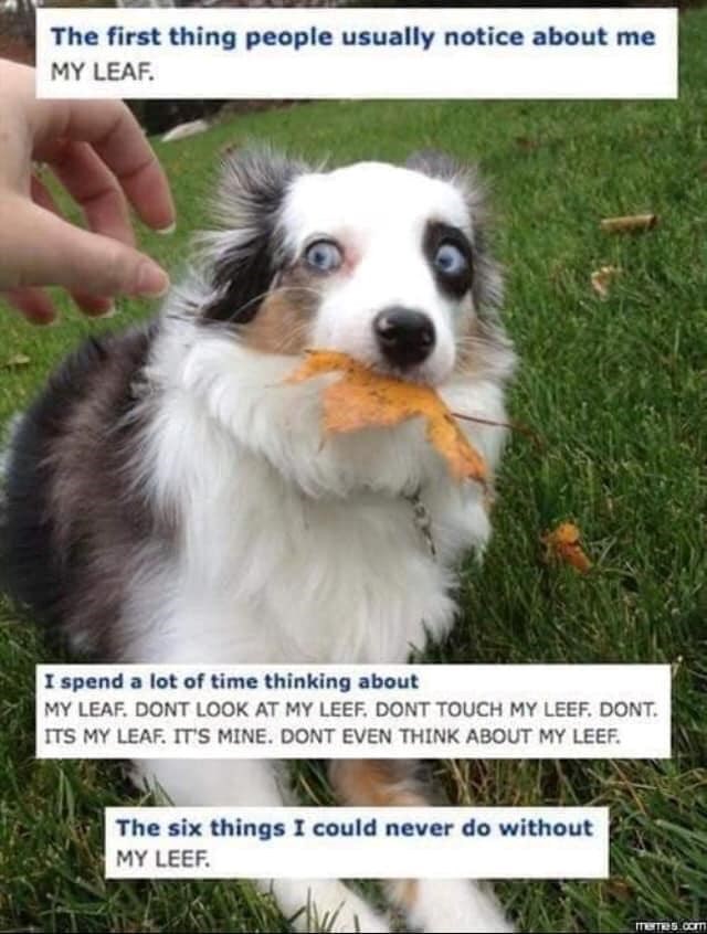 The first thing people usually notice about me MY LEAF. I spend a lot of time thinking about MY LEAF. DONT LOOK AT MY LEEF. DONT TOUCH MY LEEF. DONT. ITS MY LEAF. IT'S MINE. DONT EVEN THINK ABOUT MY LEEF. The six things I could never do without MY LEEF. memes.com