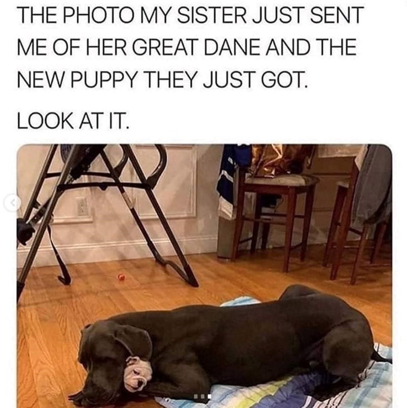 THE PHOTO MY SISTER JUST SENT ME OF HER GREAT DANE AND THE NEW PUPPY THEY JUST GOT. LOOK AT IT.
