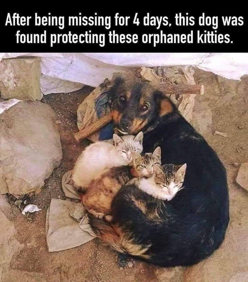 After being missing for 4 days, this dog was found protecting these orphaned kitties.