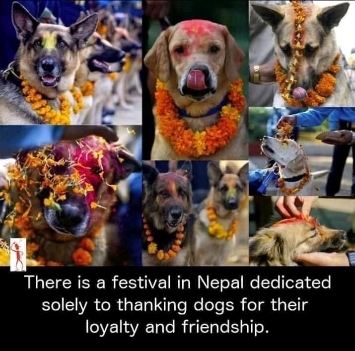 There is a festival in Nepal dedicated solely to thanking dogs for their loyalty and friendship.