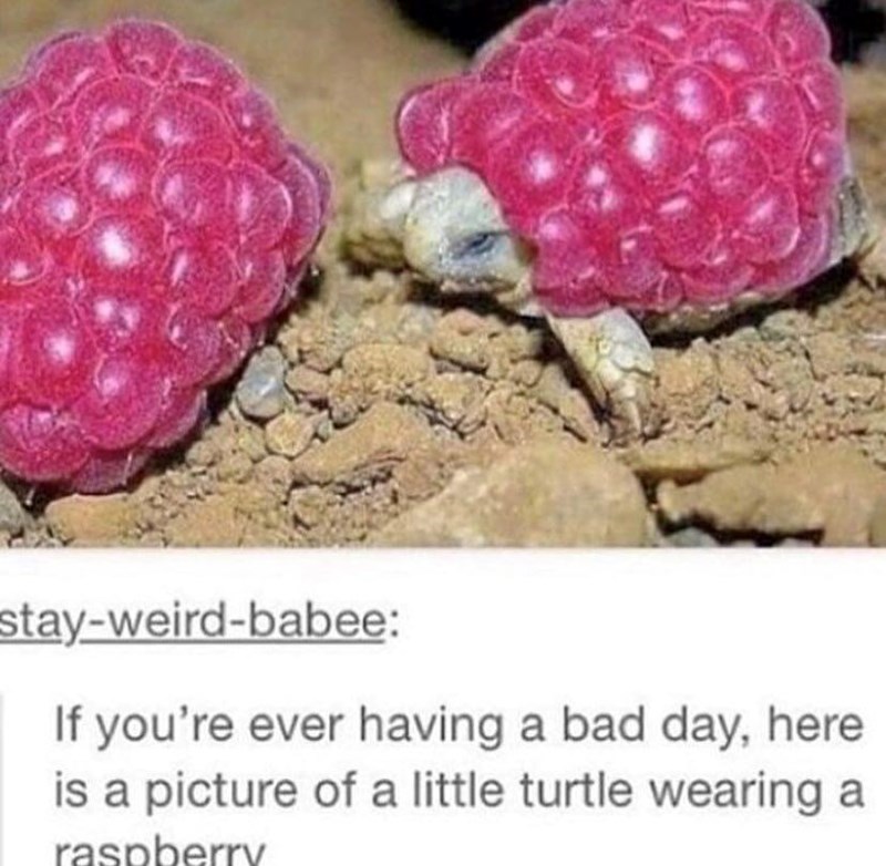 stay-weird-babee: If you're ever having a bad day, here is a picture of a little turtle wearing a raspberry
