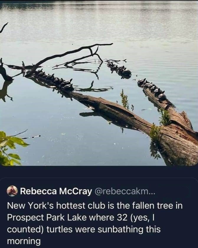 Rebecca McCray @rebeccakm... New York's hottest club is the fallen tree in Prospect Park Lake where 32 (yes, I counted) turtles were sunbathing this morning