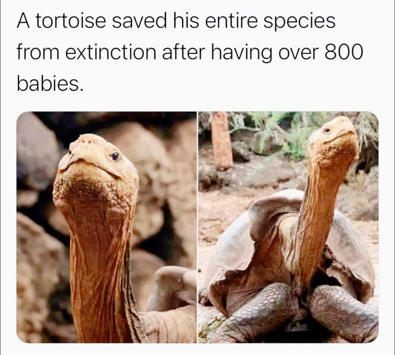 A tortoise saved his entire species from extinction after having over 800 babies.