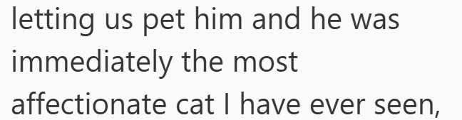 letting us pet him and he was immediately the most affectionate cat I have ever seen,