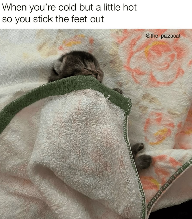 When you're cold but a little hot so you stick the feet out @the_pizzacat