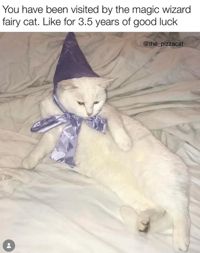 You have been visited by the magic wizard fairy cat. Like for 3.5 years of good luck @the_pizzacat