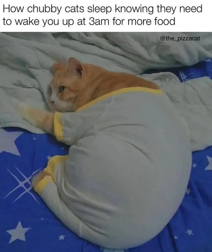 How chubby cats sleep knowing they need to wake you up at 3am for more food @the_pizzacat 4