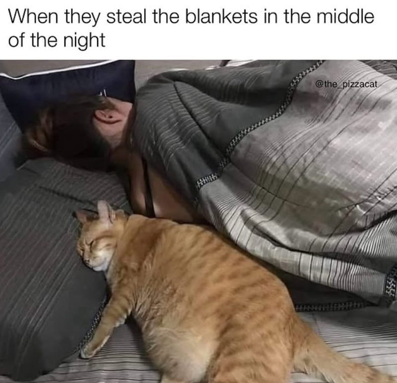 When they steal the blankets in the middle of the night @the_pizzacat