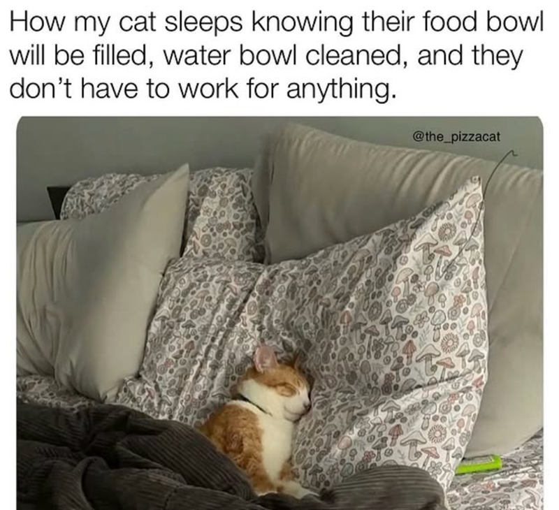 How my cat sleeps knowing their food bowl will be filled, water bowl cleaned, and they don't have to work for anything. @the_pizzacat