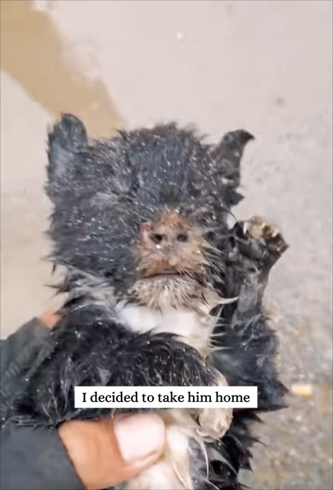I decided to take him home