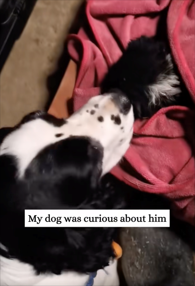 My dog was curious about him
