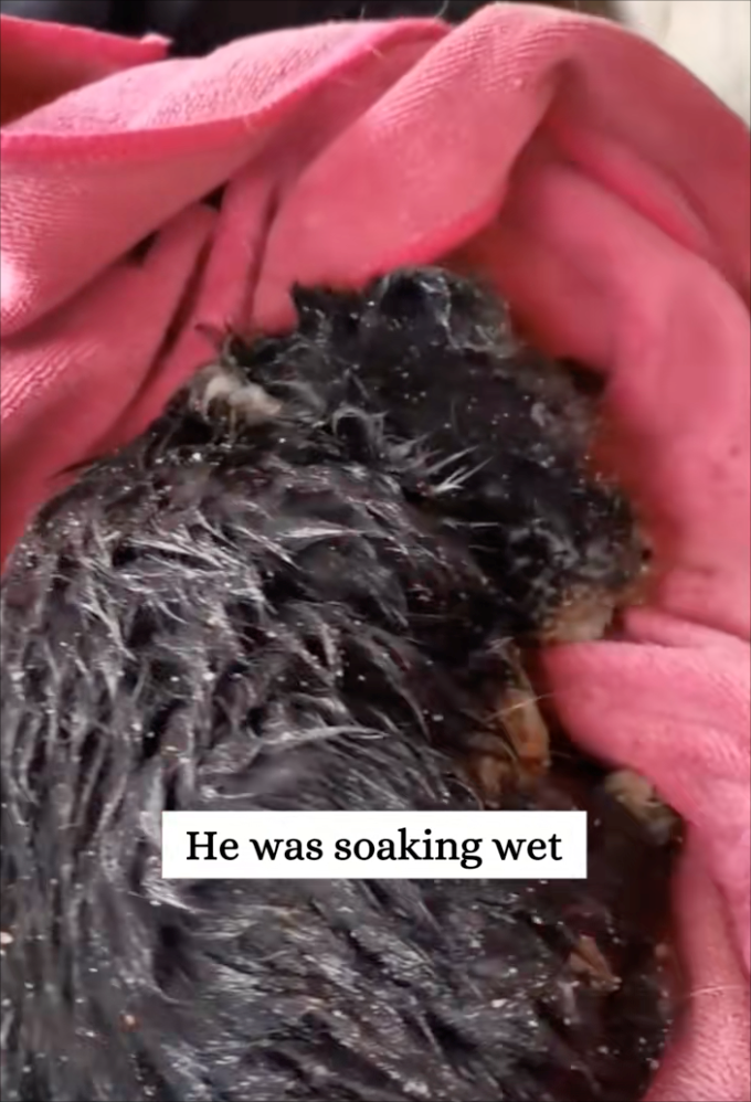 He was soaking wet