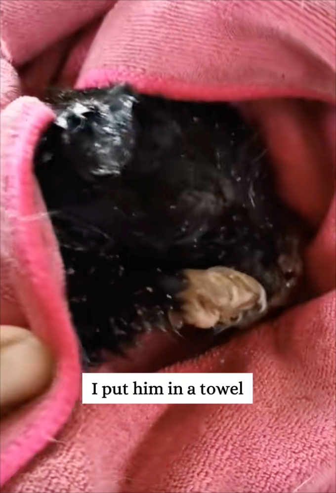 I put him in a towel
