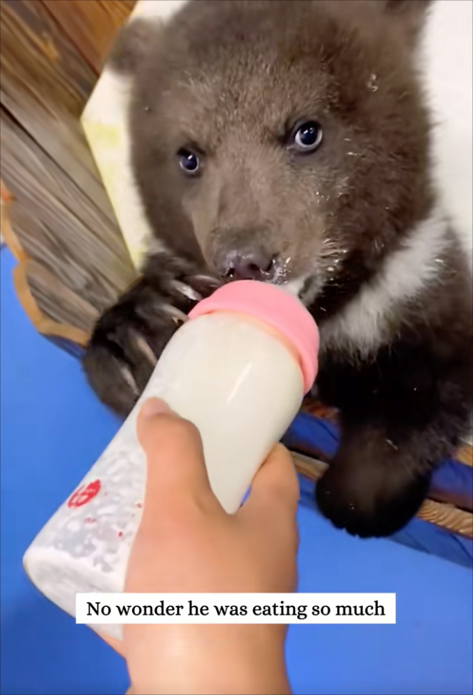 No wonder he was eating so much
