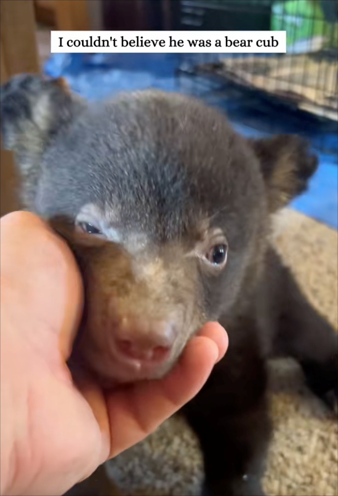 I couldn't believe he was a bear cub