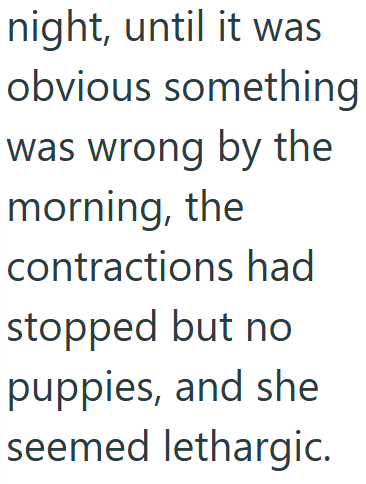 night, until it was obvious something I was wrong by the morning, the contractions had stopped but no puppies, and she seemed lethargic.