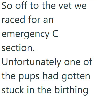 So off to the vet we raced for an emergency C section. Unfortunately one of the pups had gotten stuck in the birthing