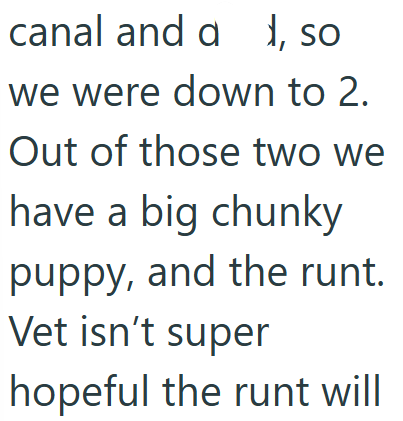 canal and a 1, so we were down to 2. Out of those two we have a big chunky puppy, and the runt. Vet isn't super hopeful the runt will