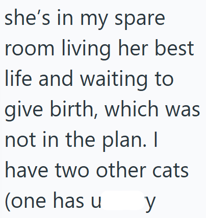 she's in my spare room living her best life and waiting to give birth, which was not in the plan. I have two other cats (one has u y