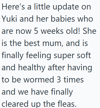 Here's a little update on Yuki and her babies who are now 5 weeks old! She is the best mum, and is finally feeling super soft and healthy after having to be wormed 3 times and we have finally cleared up the fleas.