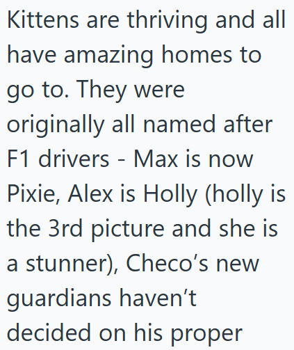 Kittens are thriving and all have amazing homes to go to. They were originally all named after F1 drivers Max is now - Pixie, Alex is Holly (holly is the 3rd picture and she is a stunner), Checo's new guardians haven't decided on his proper
